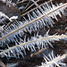 Early morning ice crystals