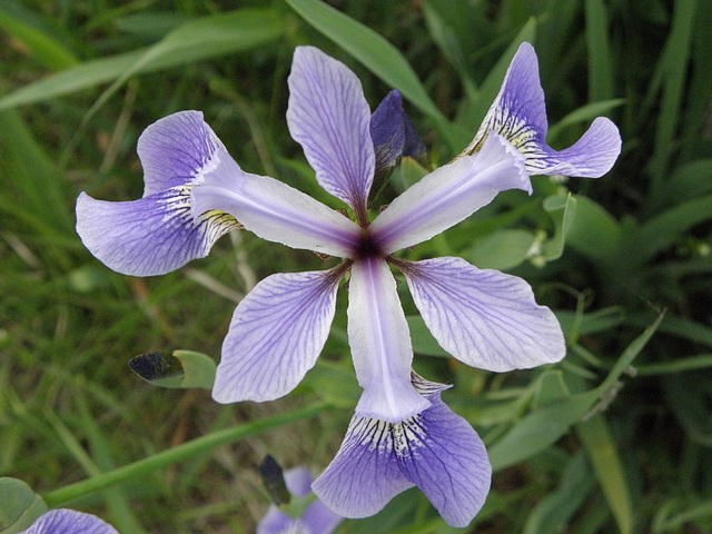 Iris d'eau