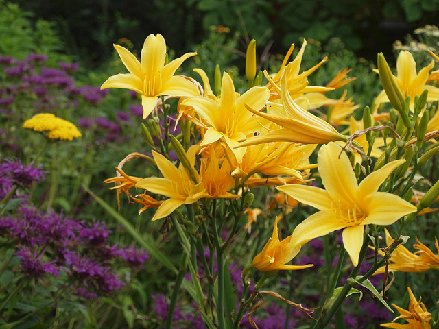 Blumenschönheiten