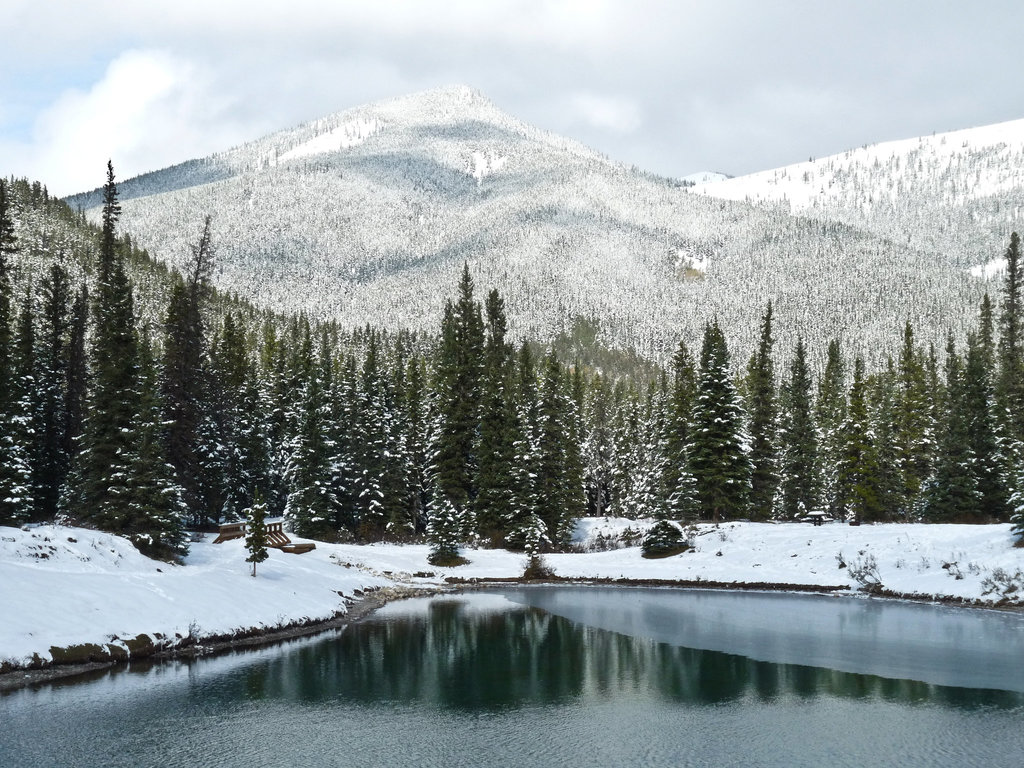 Forgetmenot Pond