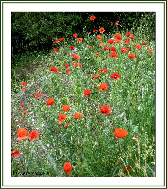 Quelques notes rouges pour chanter une belle fête des mères à toutes