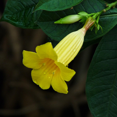 Allamanda