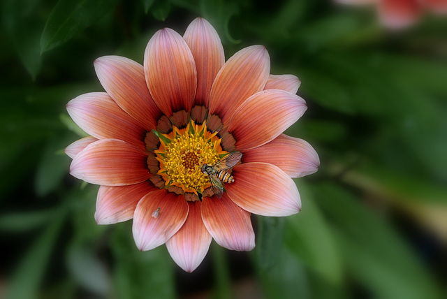 Gazania