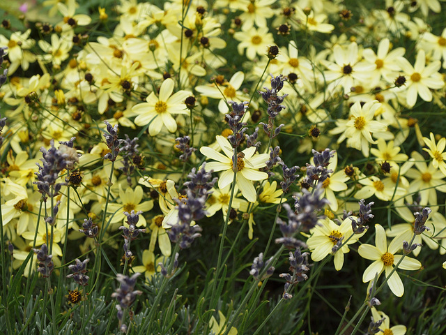 Blumenschönheiten