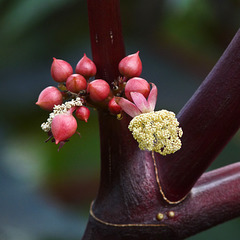 Flowers of the Castor Bean