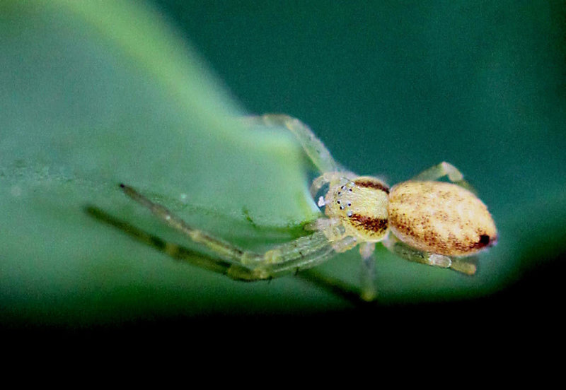 20100522 4330Mw [D~LIP] Spinne, Bad Salzuflen