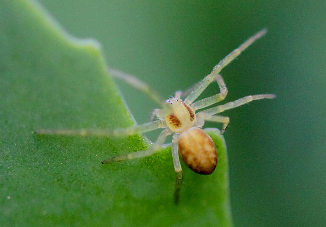 20100522 4335Mw [D~LIP] Spinne, Bad Salzuflen