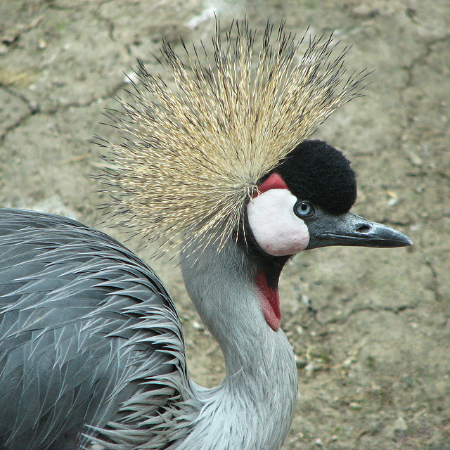 Grey Crowned Crane