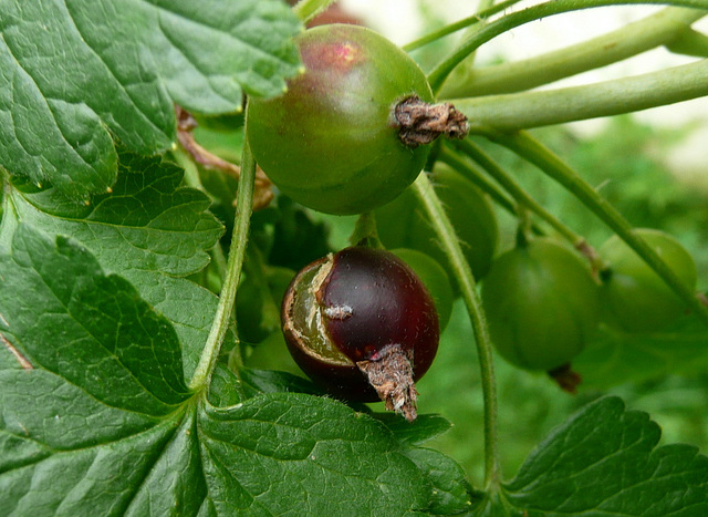 Kleine Sommerfreuden