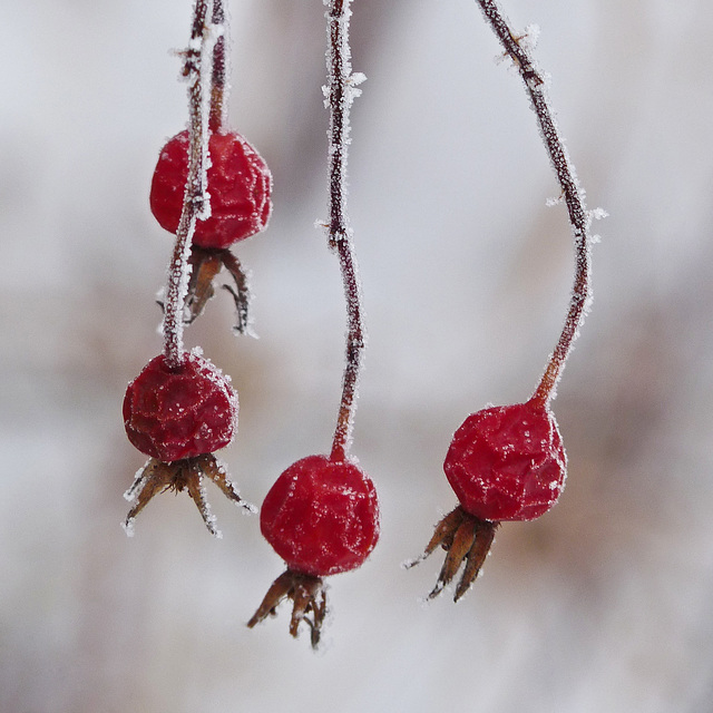 Little splashes of red