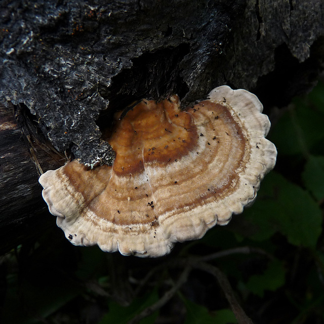 Beauty in the forest