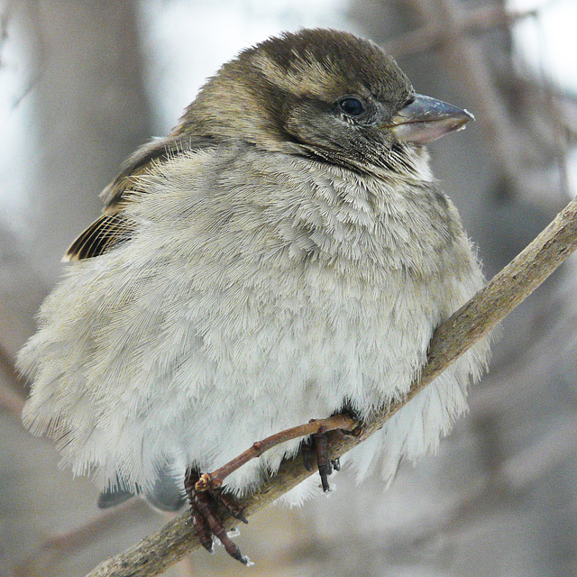 Braving the cold