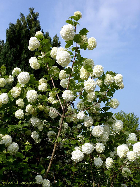 Viorne obier ou boule de neige