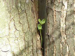 Je pousse dans l'arbre