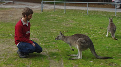 Théo & the kangaroos, part deux