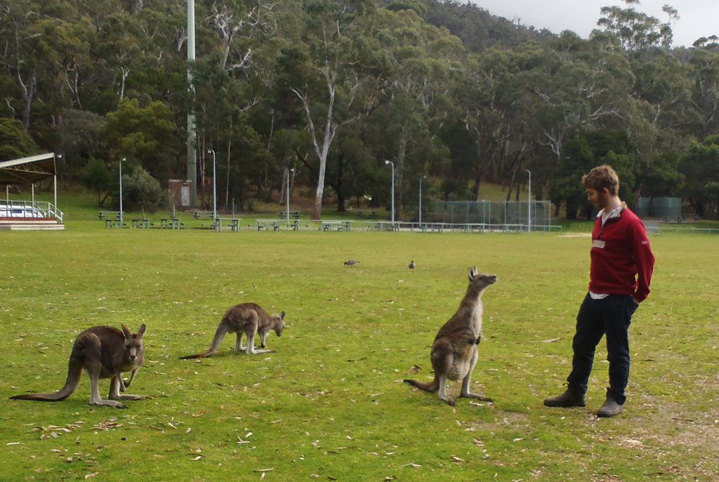 Théo & the kangaroos, part deux