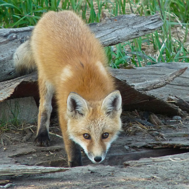 Young Red Fox