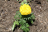 18.ArborDayPlanting.RiverPark.SW.WDC.15May2010