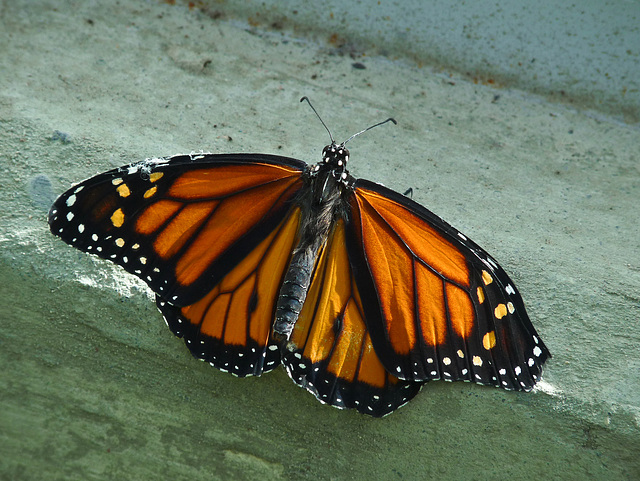 Monarch butterfly