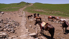 On the mountains with horses