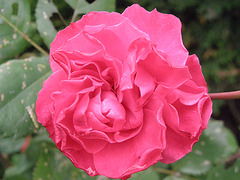 Une rose pour vous Mesdames