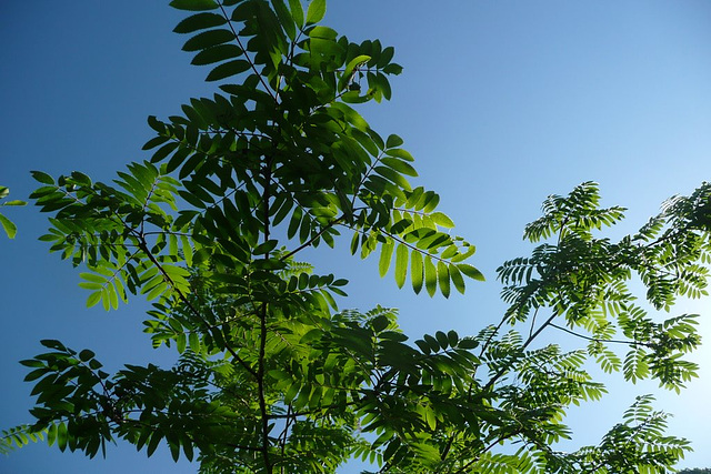 Blick zum Himmel am 05.06.2010