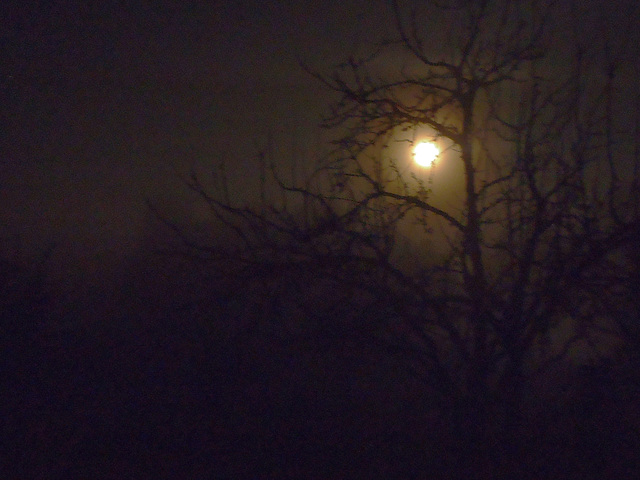 winter moon and the crabapple tree