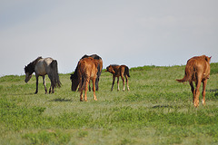 Survoje al Gobi