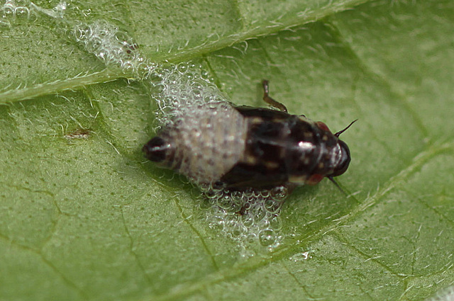 20100614 5213Mw [D~MI] Weidenschaumzikade (Aphrophora pectoralis) , Larve, Großes Torfmoor, Hille