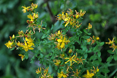 Johanniskraut-Öl - St. John's wort - Oil (1)