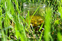 Johanniskraut-Öl - St. John's wort - Oil (3)