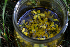 Johanniskraut-Öl - St. John's wort - Oil (4)