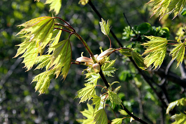 20100423 2379Aw [D~LIP] Gold-Ahorn (Acer shiras 'Aureum'), Bad Salzuflen