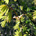 20100423 2379Aw [D~LIP] Gold-Ahorn (Acer shiras 'Aureum'), Bad Salzuflen