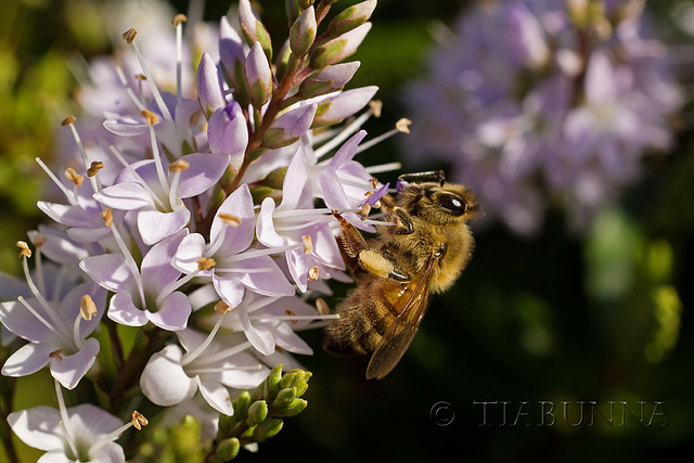 The Busy Bee