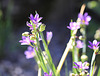 20100616 5677Mw [D~BI] Blume, Botanischer Garten, Bielefeld