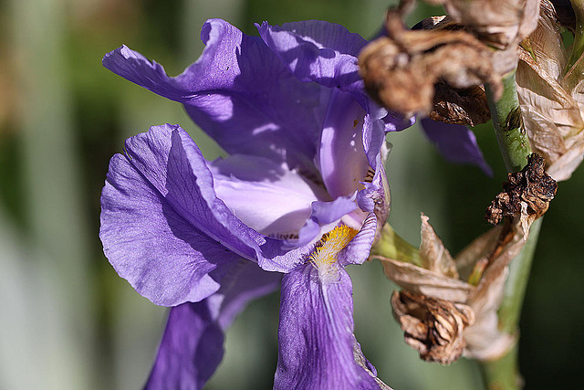 20100616 5678Mw [D~BI] Lilie, Botanischer Garten, Bielefeld