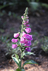 20100616 5680Mw [D~BI] Roter Fingerhut (Digitalis purpurea), Botanischer Garten, Bielefeld