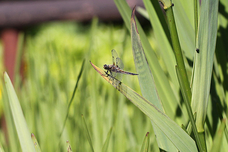 20100616 5683Mw [D~BI] Vierfleck (Libellula quadrimaculata), Rüsselkäfer, Botanischer Garten, Bielefeld