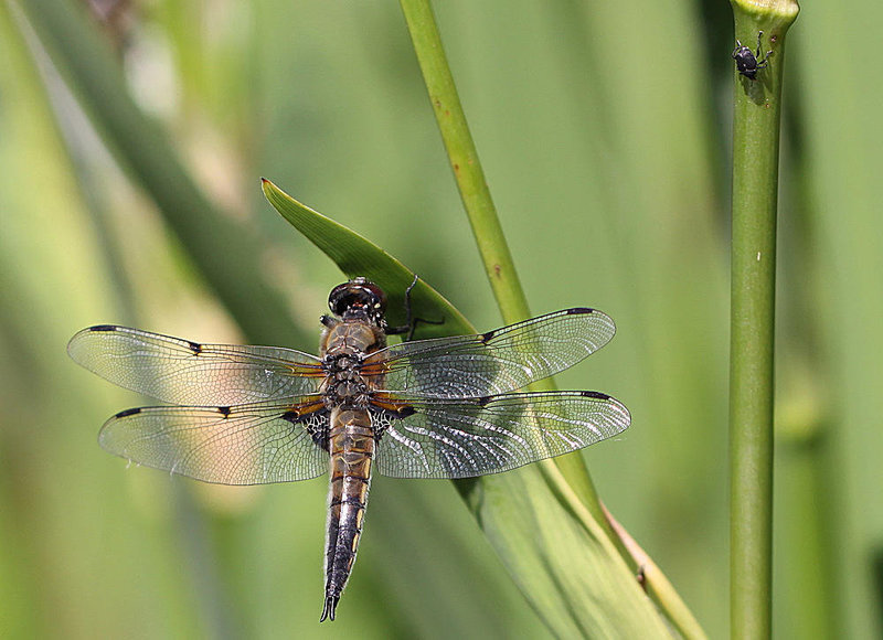 20100616 5685Mw [D~BI] Vierfleck (Libellula quadrimaculata), Rüsselkäfer, Botanischer Garten, Bielefeld