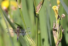 20100616 5686Mw [D~BI] Vierfleck (Libellula quadrimaculata), Rüsselkäfer, Botanischer Garten, Bielefeld