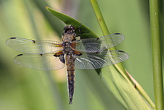 20100616 5689Mw [D~BI] Vierfleck (Libellula quadrimaculata), Botanischer Garten, Bielefeld