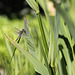 20100616 5691Mw [D~BI] Vierfleck (Libellula quadrimaculata), Botanischer Garten, Bielefeld