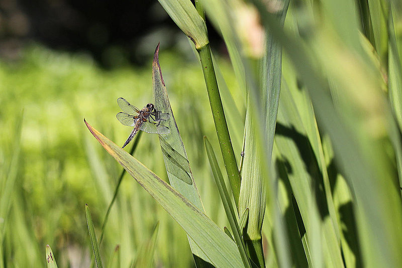 20100616 5691Mw [D~BI] Vierfleck (Libellula quadrimaculata), Botanischer Garten, Bielefeld