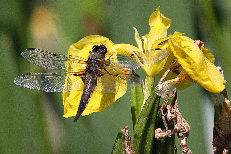 20100616 5692Aw [D~BI] Vierfleck (Libellula quadrimaculata), Gelbe Schwertlilie (Iris pseudacorus), Botanischer Garten, Bielefeld