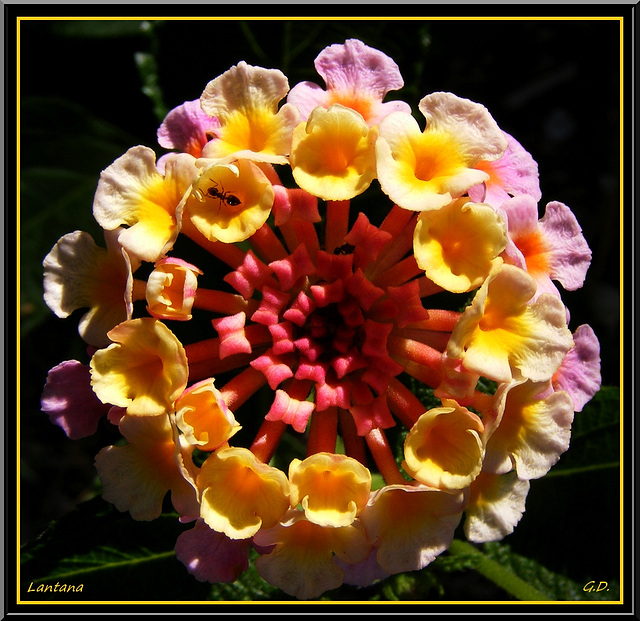 Lantana