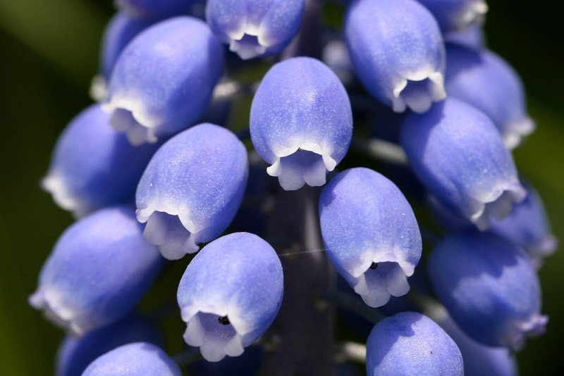 Muscari