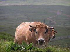 Prat de Bouc -Cantal 1396 m