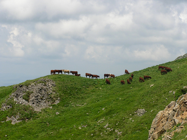 Estives en Cantal