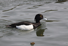 20100424 2384Aw [D-LIP] Reiherente, Landschaftsgarten, Bad Salzuflen